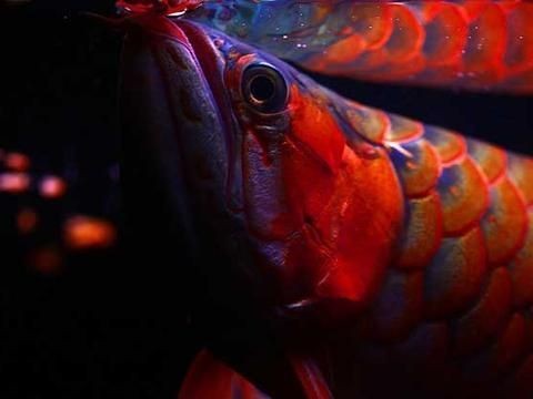 小紅龍魚飼養技巧和方法圖解
