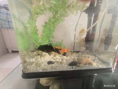 安徽觀賞魚養殖基地有哪些地方