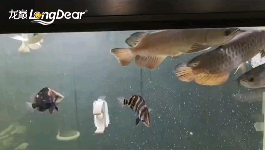 轉(zhuǎn)發(fā)567 轉(zhuǎn)發(fā)567 龍魚論壇