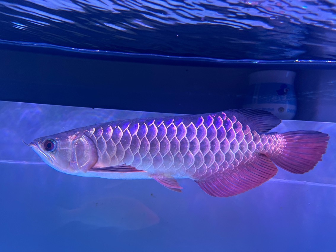 第一次養(yǎng)龍魚(yú),入缸5個(gè)月 龍魚(yú)論壇 第1張 第一次養(yǎng)龍魚(yú),入缸5個(gè)月 第一次養(yǎng)龍魚(yú),入缸5個(gè)月 龍魚(yú)論壇 第1張
