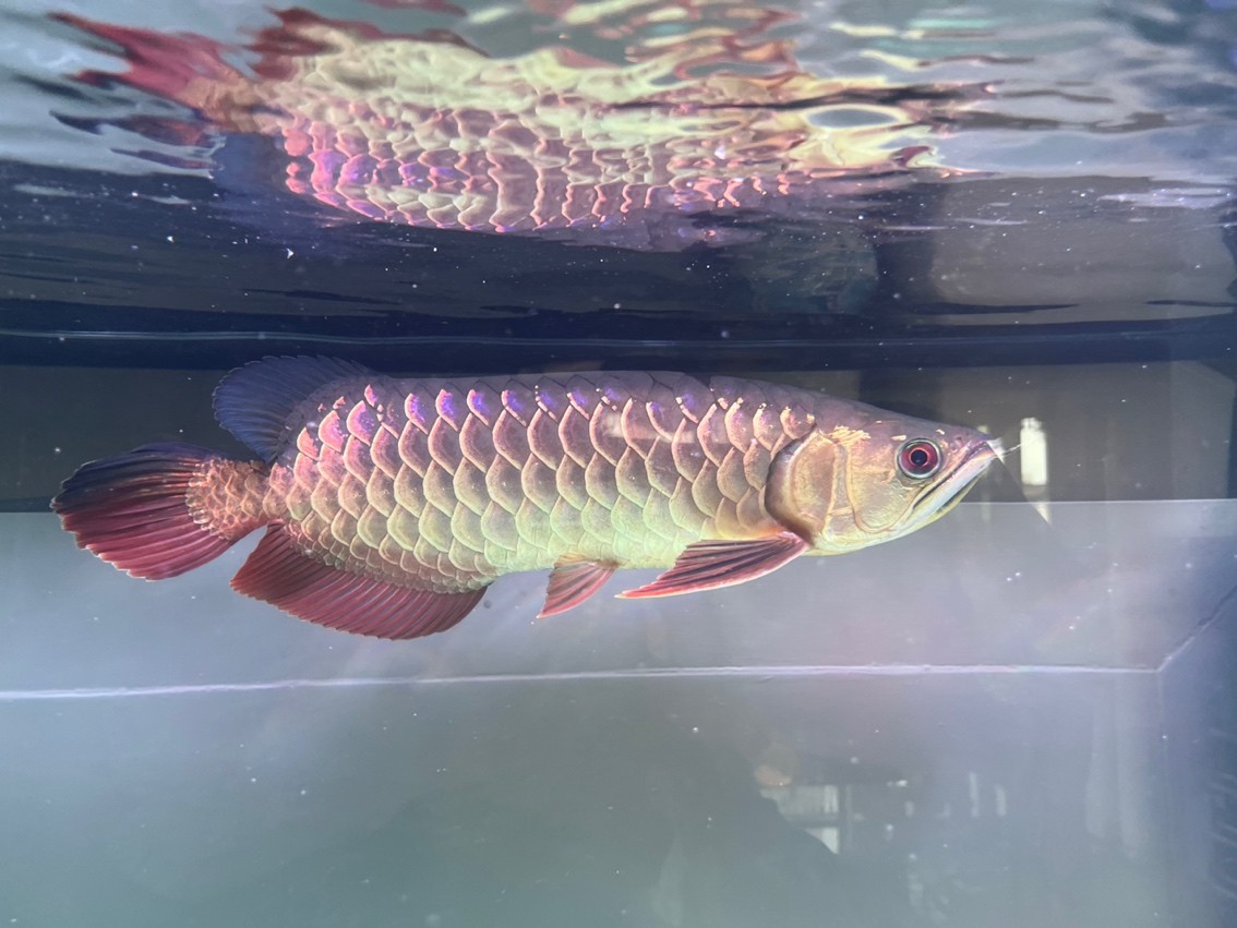 第一次養(yǎng)龍魚(yú),入缸5個(gè)月 龍魚(yú)論壇 第2張 第一次養(yǎng)龍魚(yú),入缸5個(gè)月 第一次養(yǎng)龍魚(yú),入缸5個(gè)月 龍魚(yú)論壇 第2張