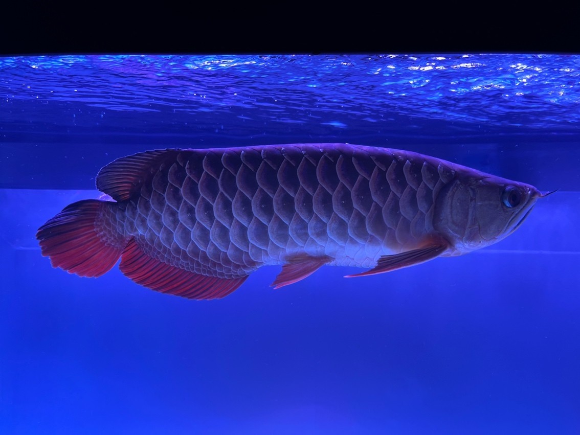 第一次養(yǎng)龍魚(yú),入缸5個(gè)月 龍魚(yú)論壇 第4張 第一次養(yǎng)龍魚(yú),入缸5個(gè)月 第一次養(yǎng)龍魚(yú),入缸5個(gè)月 龍魚(yú)論壇 第4張