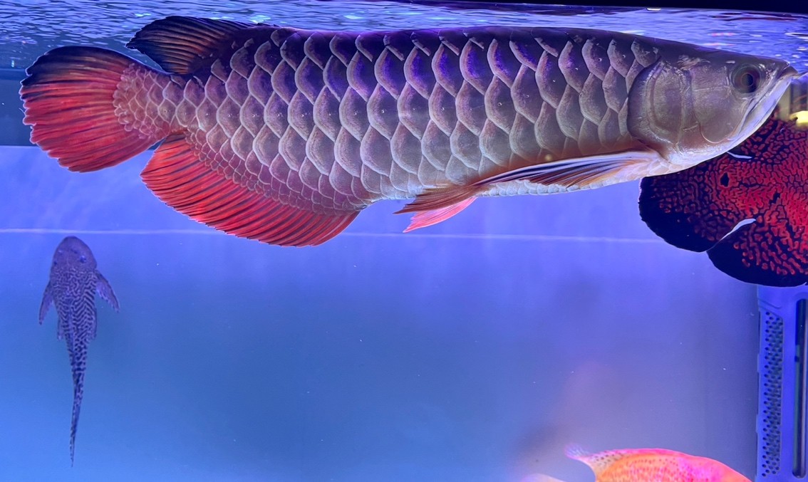 第一次養(yǎng)龍魚(yú),入缸5個(gè)月 龍魚(yú)論壇 第3張 第一次養(yǎng)龍魚(yú),入缸5個(gè)月 第一次養(yǎng)龍魚(yú),入缸5個(gè)月 龍魚(yú)論壇 第3張