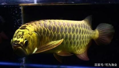 錦鯉魚池魚糞便如何清理，全面指南與實用技巧