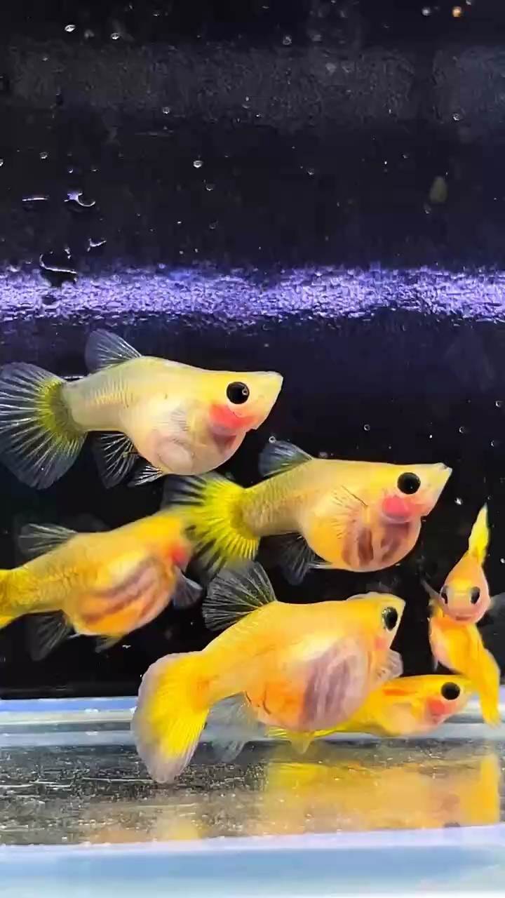 越南原線黃金玻璃貓球體孔雀魚種魚，卡姿蘭大眼睛（豆豆眼），超萌可愛#孔雀魚 #高端孔雀魚#稀有孔雀魚
