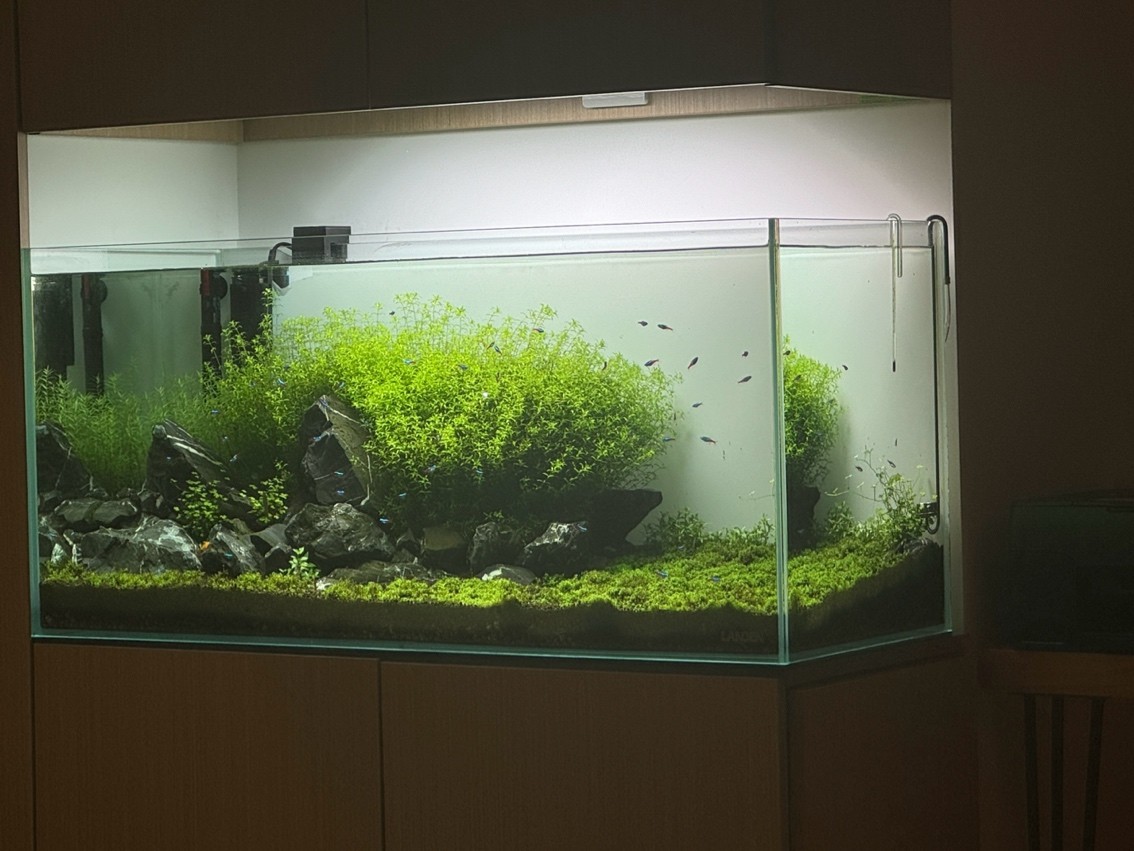 第八周 第八周 龍魚論壇