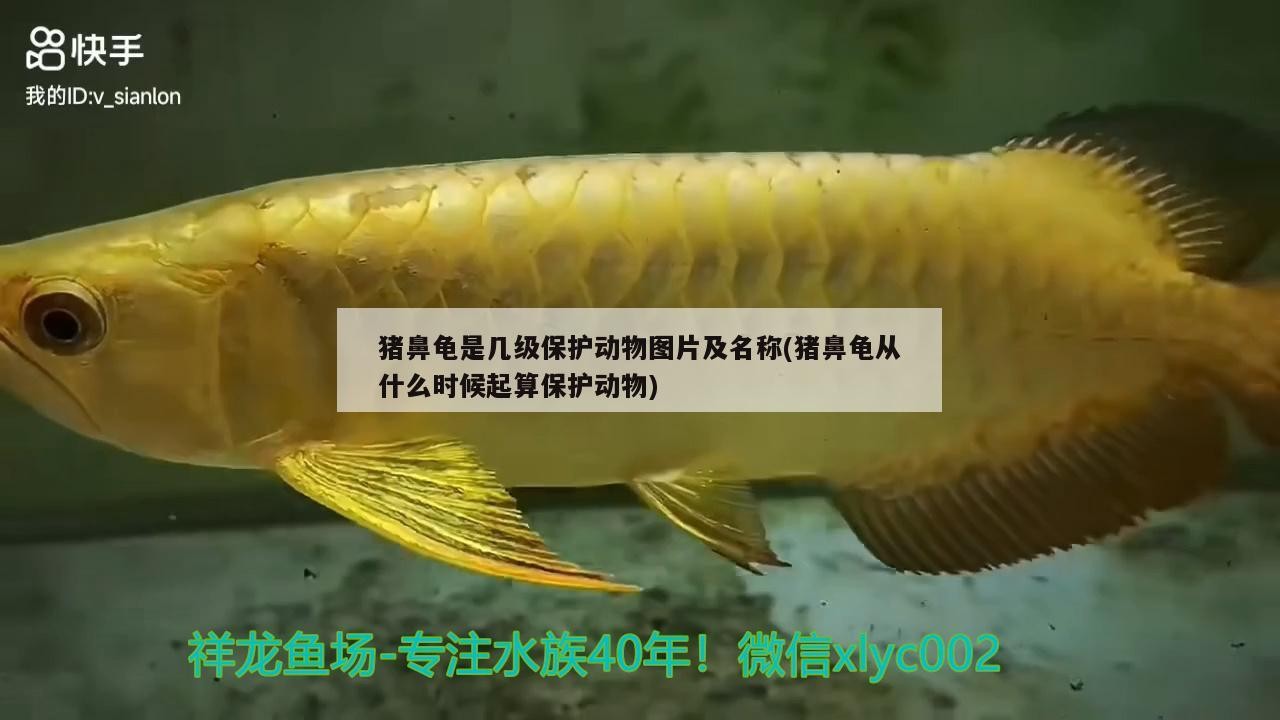 豬鼻龜是幾級保護動物圖片及名稱(豬鼻龜從什么時候起算保護動物)