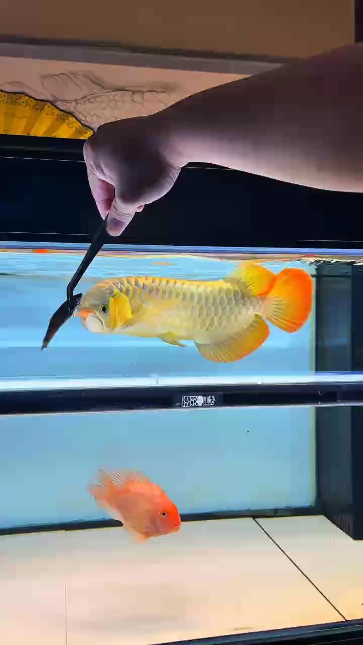 喂食，出差幾天