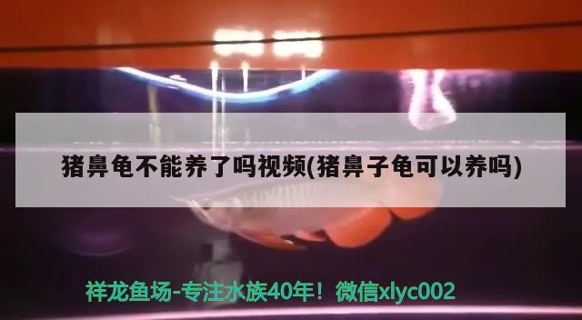 豬鼻龜不能養了嗎視頻(豬鼻子龜可以養嗎)
