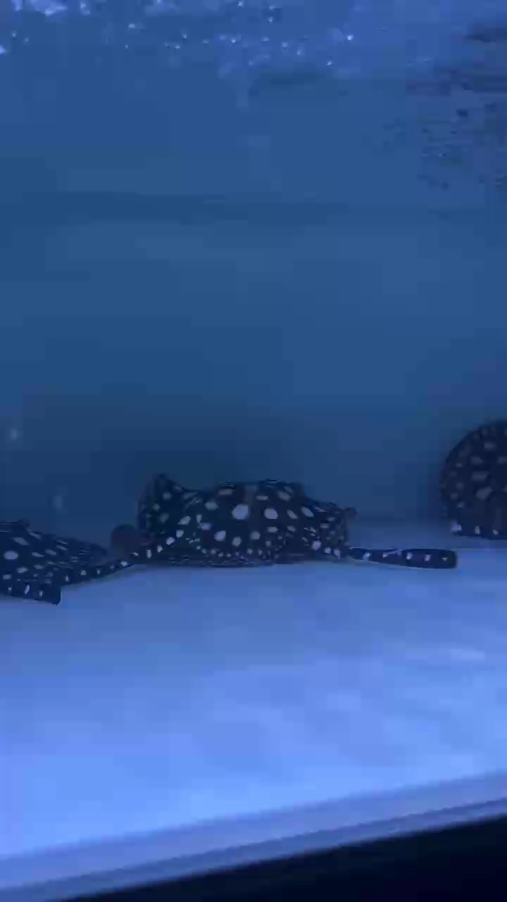 魚缸過(guò)濾器選購(gòu)指南:自制魚缸過(guò)濾器魚缸上置過(guò)濾器對(duì)于養(yǎng)魚愛(ài)好者的必備知識(shí) 歡迎長(zhǎng)期合作 龍魚論壇 歡迎長(zhǎng)期合作 歡迎長(zhǎng)期合作 龍魚論壇