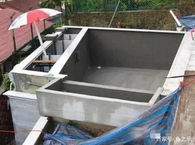 虎魚養(yǎng)幾條容易明天死：虎魚養(yǎng)幾條容易明天死亡