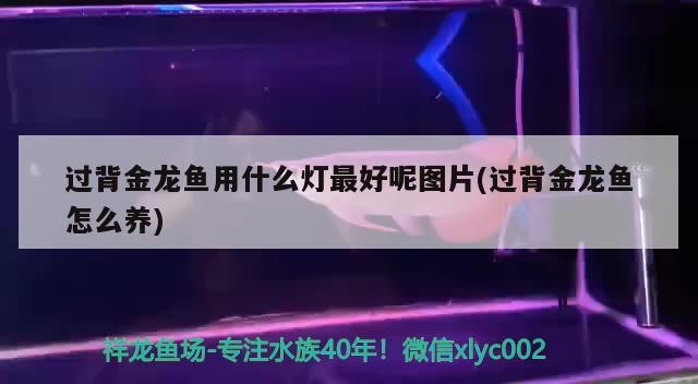 過背金龍魚用什么燈最好呢圖片(過背金龍魚怎么養) 過背金龍魚用什么燈最好呢圖片(過背金龍魚怎么養) 金龍魚百科