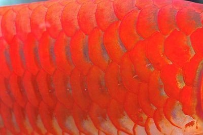 紅龍魚的鱗片有網狀紋路：紅龍魚的鱗片有網狀紋路嗎