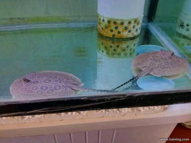 魟魚一定養一對嗎為什么不能養：關于魟魚的飼養方式并不一定非要養一對 魟魚一定養一對嗎為什么不能養：關于魟魚的飼養方式并不一定非要養一對 魟魚百科 第1張