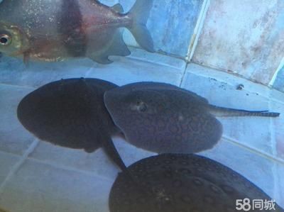 魟魚一定養一對嗎為什么不能養：關于魟魚的飼養方式并不一定非要養一對 魟魚一定養一對嗎為什么不能養：關于魟魚的飼養方式并不一定非要養一對 魟魚百科 第2張