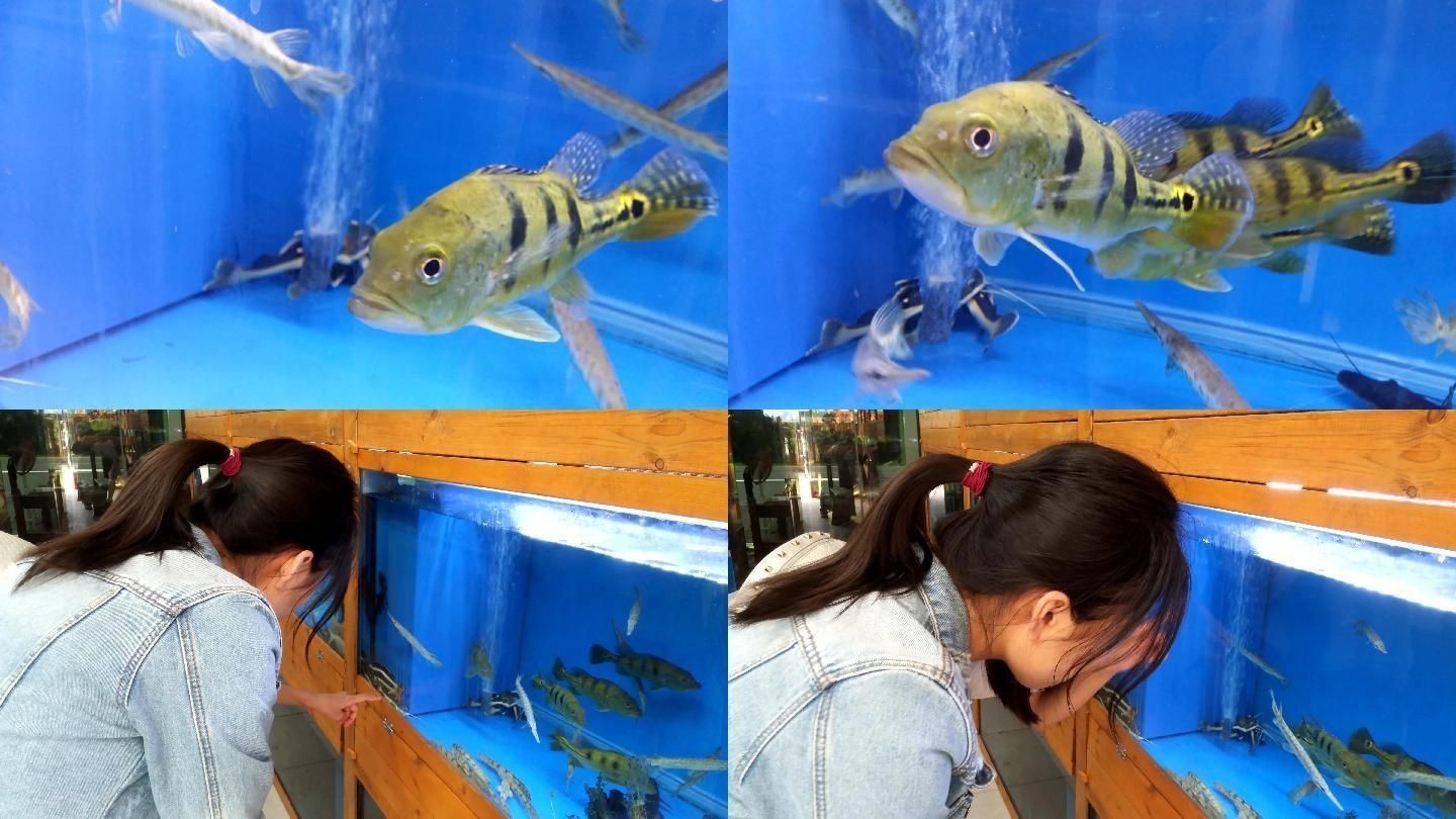 90厘米能不能養(yǎng)巴西亞魚：關(guān)于巴西亞魚飼養(yǎng)的問題 90厘米能不能養(yǎng)巴西亞魚：關(guān)于巴西亞魚飼養(yǎng)的問題 魚缸百科 第1張