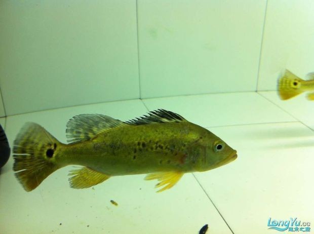 90厘米能不能養(yǎng)巴西亞魚：關(guān)于巴西亞魚飼養(yǎng)的問題 90厘米能不能養(yǎng)巴西亞魚：關(guān)于巴西亞魚飼養(yǎng)的問題 魚缸百科 第3張