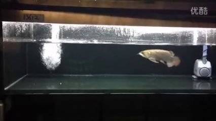 龍魚(yú)白缸還是黑缸好看呢