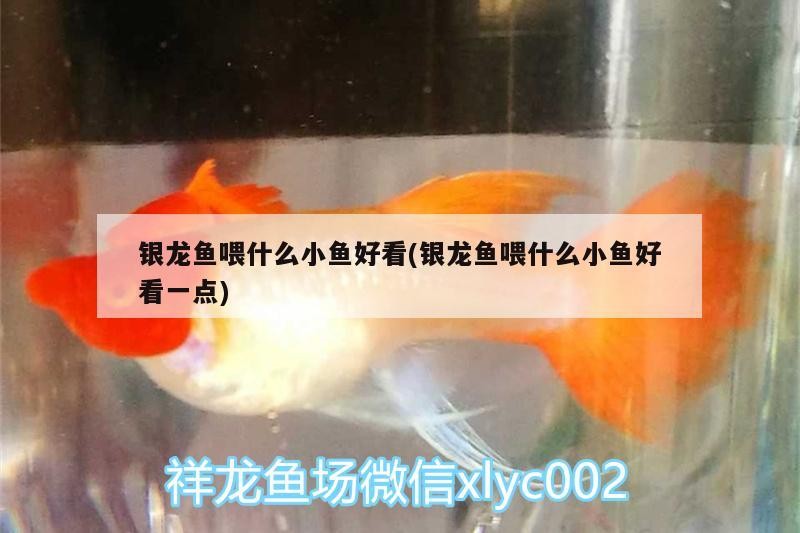 銀龍魚喂什么小魚好看(銀龍魚喂什么小魚好看一點)