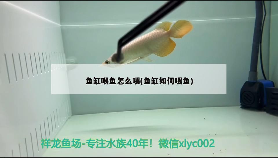 詳細(xì)閱讀:魚缸喂魚怎么喂(魚缸如何喂魚) 魚缸喂魚怎么喂(魚缸如何喂魚)