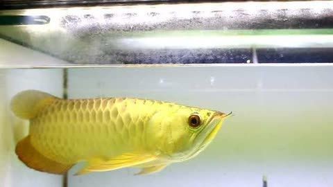 皇冠魟魚白點發黃