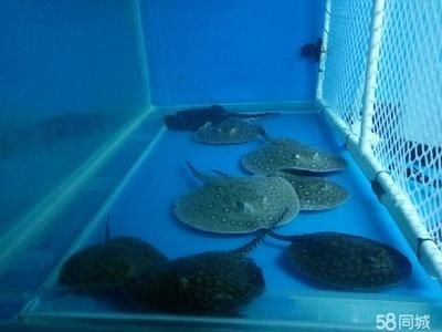 為什么珍珠魟魚便宜：為什么珍珠魟魚的價格相對較低