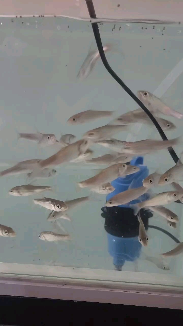 盈江的草魚吃食好猛