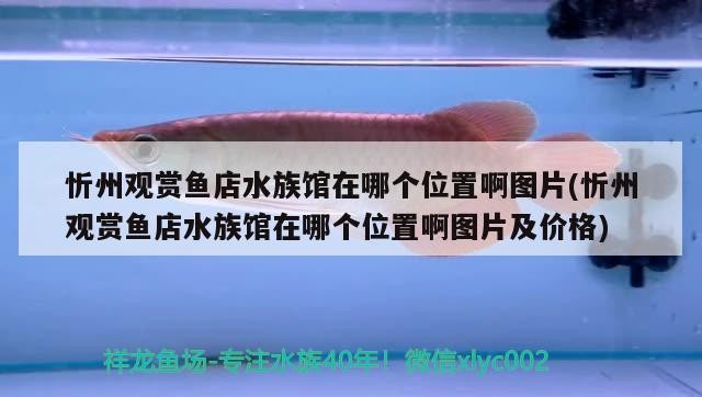 忻州觀賞魚店水族館在哪個位置啊圖片(忻州觀賞魚店水族館在哪個位置啊圖片及價格) 忻州觀賞魚店水族館在哪個位置啊圖片(忻州觀賞魚店水族館在哪個位置啊圖片及價格) iwish愛唯希品牌魚缸