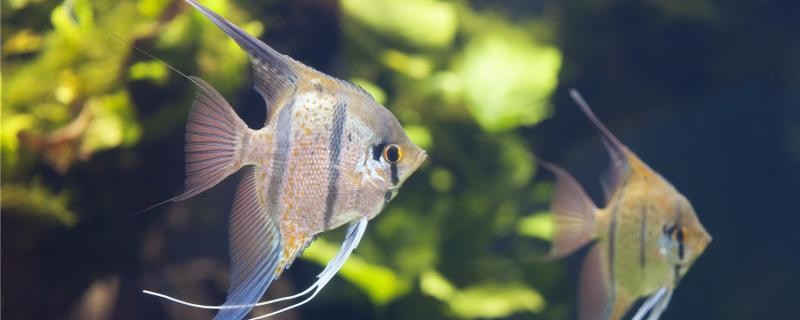 金龍魚幼苗多久換一次水，金龍魚幼苗換水操作