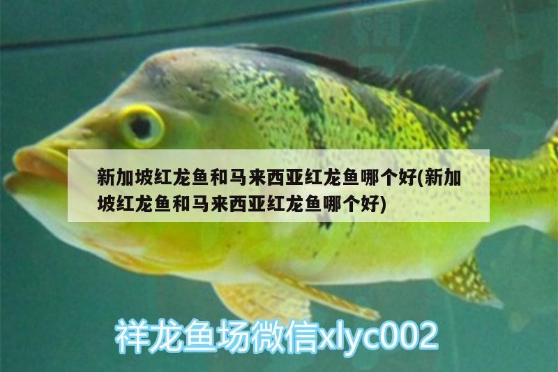 新加坡紅龍魚(yú)和馬來(lái)西亞紅龍魚(yú)哪個(gè)好(新加坡紅龍魚(yú)和馬來(lái)西亞紅龍魚(yú)哪個(gè)好)