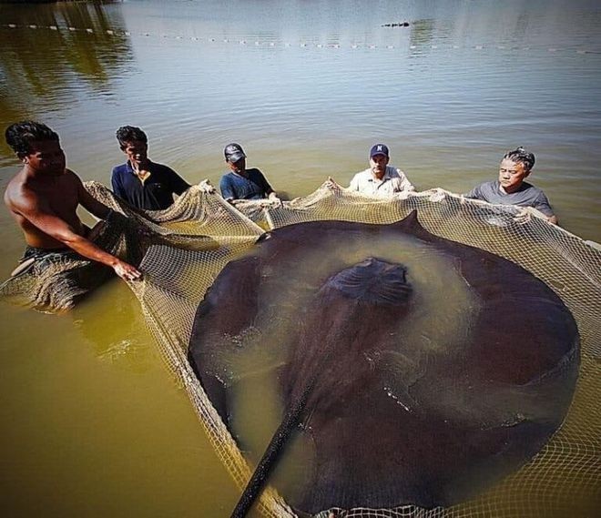 魟魚尺寸怎么測量:魟魚的尺寸怎么測量 魟魚百科 第2張 魟魚尺寸怎么測量:魟魚的尺寸怎么測量 魟魚尺寸怎么測量:魟魚的尺寸怎么測量 魟魚百科 第2張