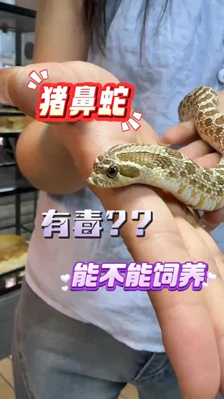 龍貓排便后如何清理,如何清理龍貓排便 龍魚百科 第1張 龍貓排便后如何清理,如何清理龍貓排便 龍貓排便后如何清理,如何清理龍貓排便 龍魚百科 第1張