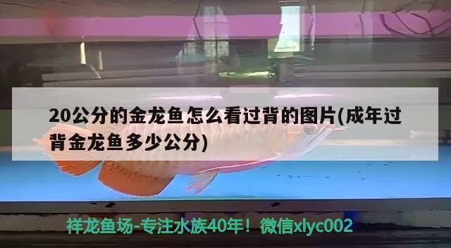 20公分的金龍魚怎么看過背的圖片(成年過背金龍魚多少公分)