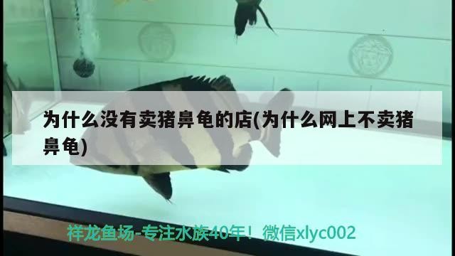 為什么沒有賣豬鼻龜?shù)牡?為什么網(wǎng)上不賣豬鼻龜)