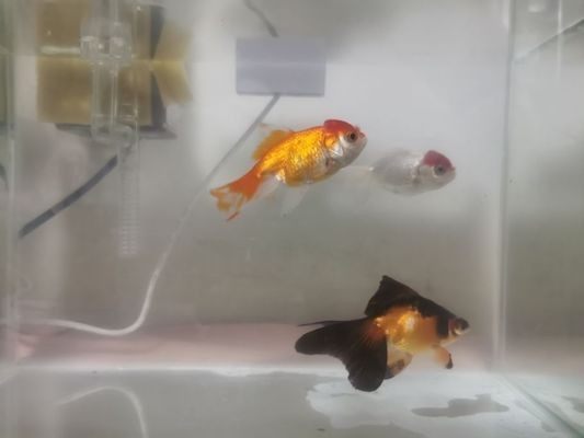 龍魚互相咬vs祥龍魚場：祥龍魚場口碑評價(jià)龍魚打架原因分析龍魚打架原因分析