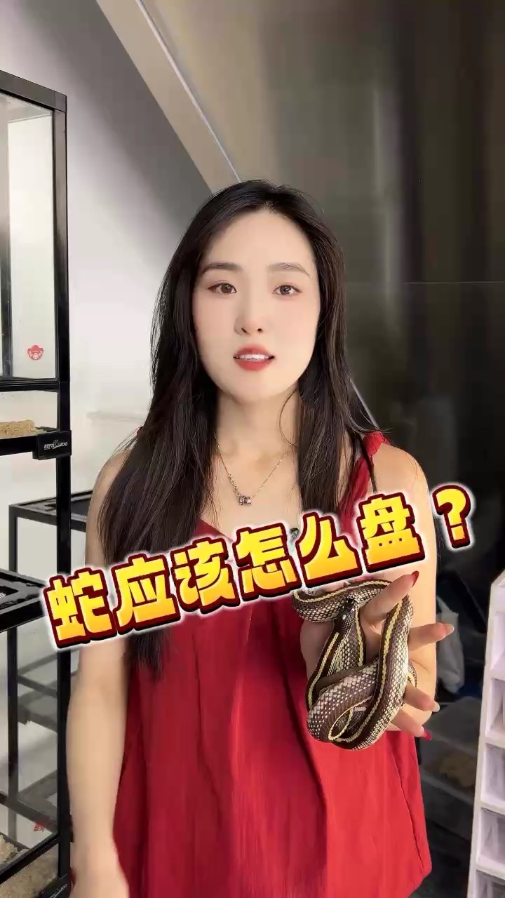 蛇應(yīng)該怎么盤