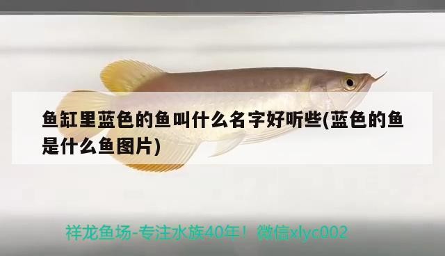魚缸里藍色的魚叫什么名字好聽些(藍色的魚是什么魚圖片) 魚缸里藍色的魚叫什么名字好聽些(藍色的魚是什么魚圖片) 魚缸百科