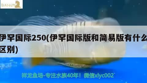 魚缸過濾器選購指南:自制魚缸過濾器魚缸上置過濾器對于養魚愛好者的必備知識 伊罕國際250(伊罕國際版和簡易版有什么區別) 伊罕水族 伊罕國際250(伊罕國際版和簡易版有什么區別) 伊罕國際250(伊罕國際版和簡易版有什么區別) 伊罕水族