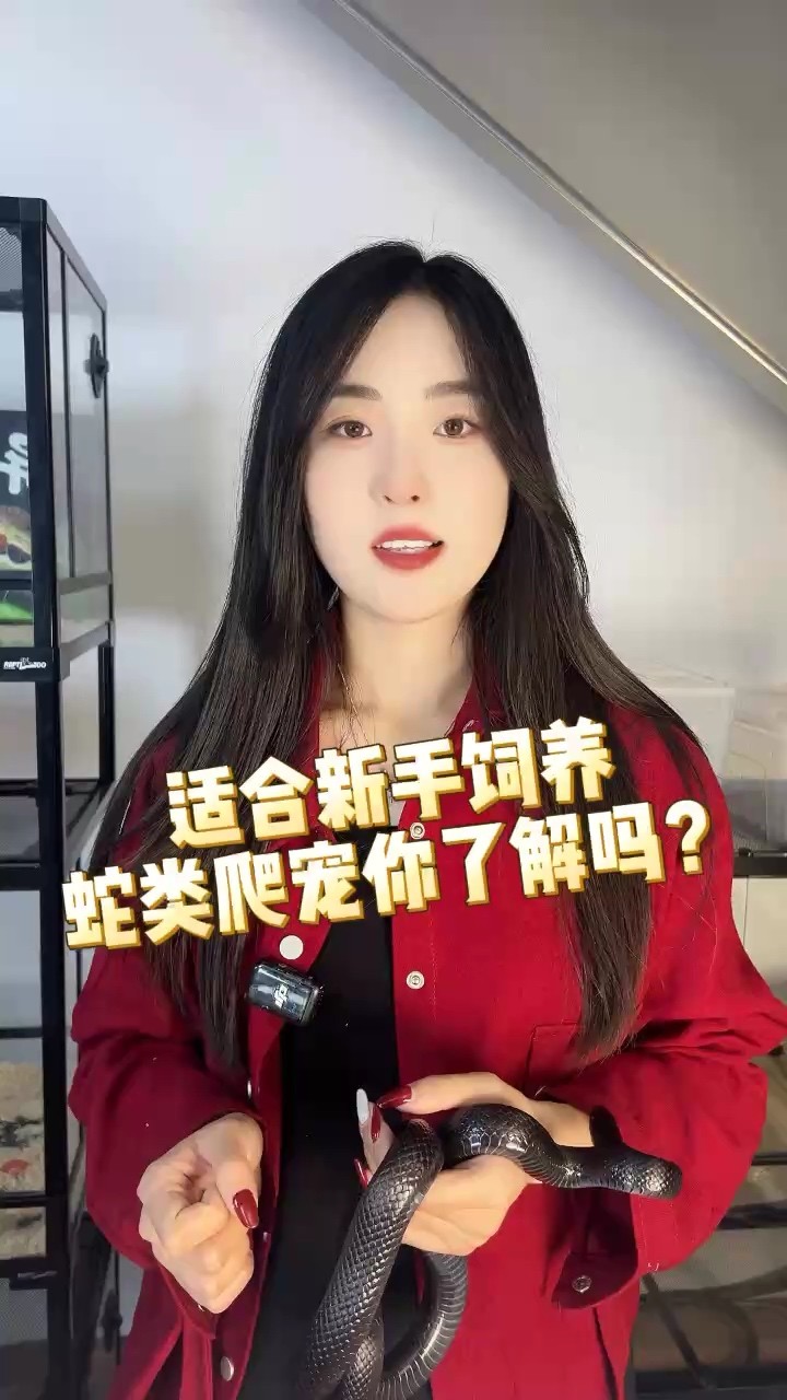 適合新手飼養的寵物蛇