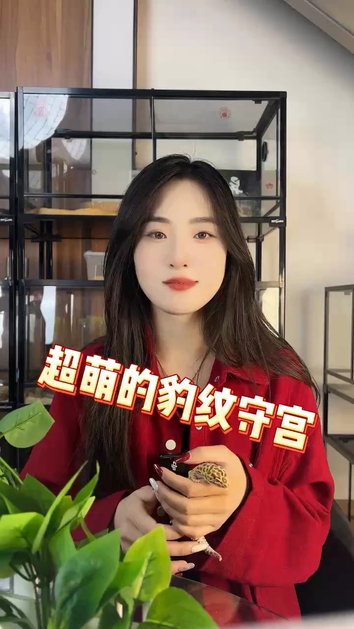 帶大家認識豹紋守宮 帶大家認識豹紋守宮 龍魚論壇