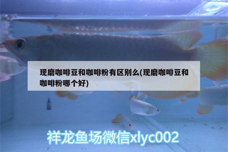 現磨咖啡豆和咖啡粉有區別么(現磨咖啡豆和咖啡粉哪個好)