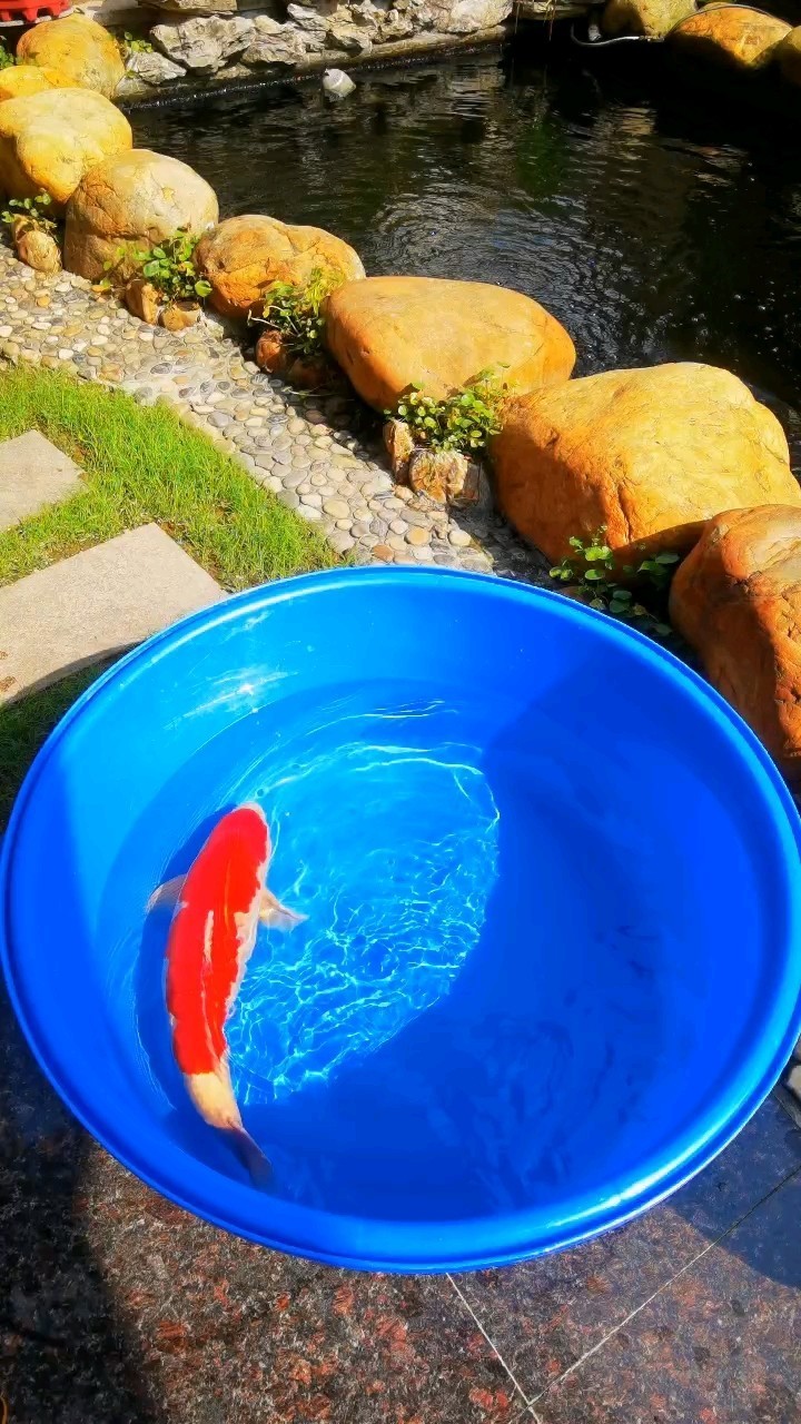 大日野性紅白