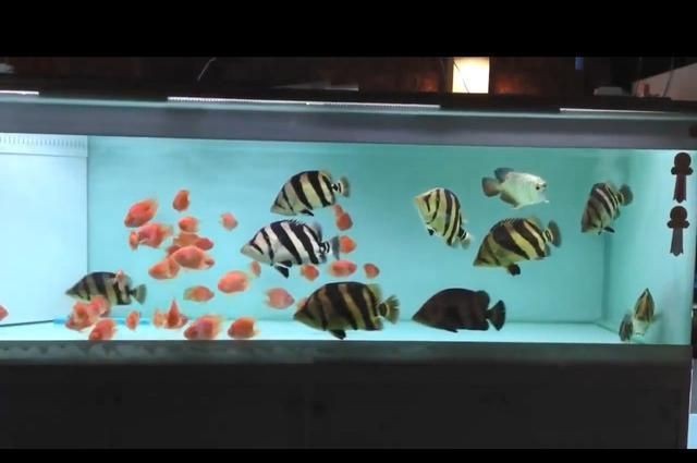 魟魚老是喜歡缸壁爬：魟魚爬缸的原因 魟魚老是喜歡缸壁爬：魟魚爬缸的原因 魟魚百科 第3張