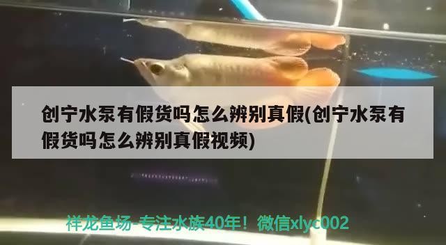 創寧水泵有假貨嗎怎么辨別真假(創寧水泵有假貨嗎怎么辨別真假視頻) 創寧水泵有假貨嗎怎么辨別真假(創寧水泵有假貨嗎怎么辨別真假視頻) 創寧水族