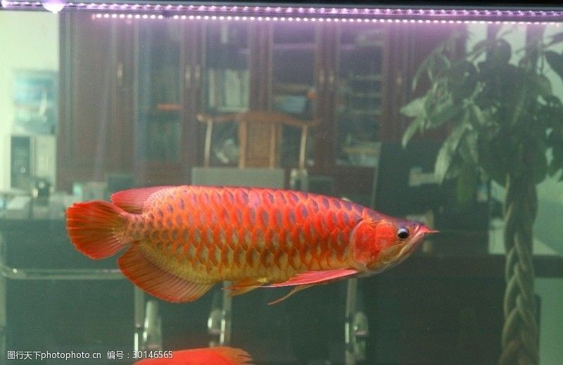 龍魚變紅的最好方法圖片大全：紅龍魚發色周期詳解