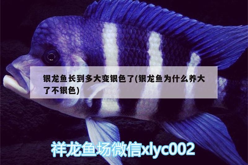 銀龍魚長到多大變銀色了(銀龍魚為什么養大了不銀色)