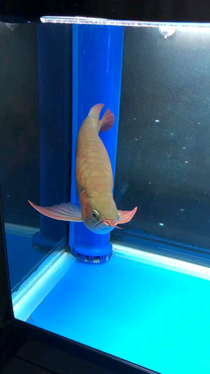 轉發566 轉發566 龍魚論壇