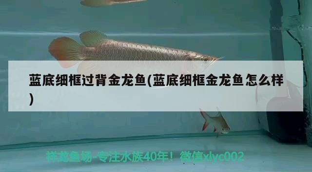 藍底細框過背金龍魚(藍底細框金龍魚怎么樣)