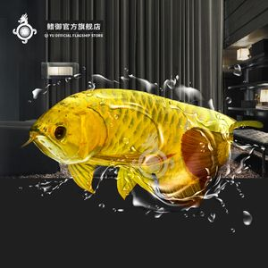 古典藍(lán)底金龍多少錢（古典藍(lán)底金龍價格是多少） 古典藍(lán)底金龍多少錢（古典藍(lán)底金龍價格是多少） 伊罕水族 第1張