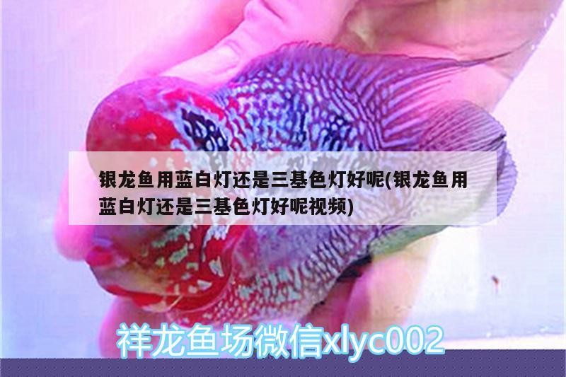 銀龍魚用藍白燈還是三基色燈好呢(銀龍魚用藍白燈還是三基色燈好呢視頻)